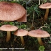 Tricholoma-vaccinum-Ruige-ridderzwam_20121009MH5450-6AG
