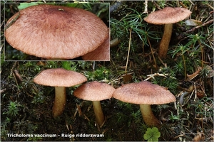 Tricholoma-vaccinum-Ruige-ridderzwam_20121009MH5450-6AG