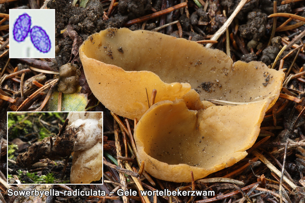 Sowerbyella-radiculata-Gele-wortelbekerzwam_20131121MH7061-06AS