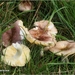 Russula-laricina_20131017MH6766-6