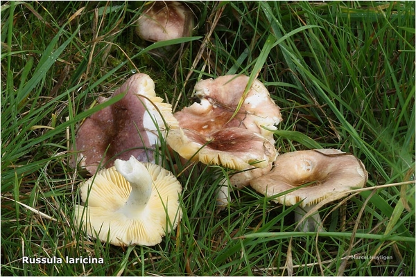 Russula-laricina_20131017MH6766-6