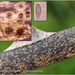 Pseudomassaria-sepincolaeformis-detail_20131114MH7051-06