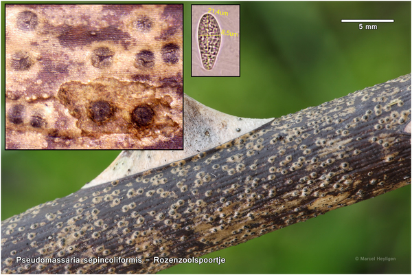 Pseudomassaria-sepincolaeformis-detail_20131114MH7051-06