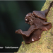Exidia-recisa-Toltrilzwam_20131128MH7221-06