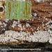 Eriopezia-caesia-Krentenpapspinragschijfje-20130919MH5656-06AS
