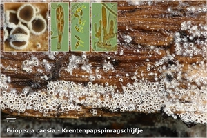 Eriopezia-caesia-Krentenpapspinragschijfje-20130919MH5656-06AS