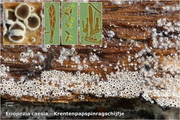 Eriopezia-caesia-Krentenpapspinragschijfje-20130919MH5656-06AS