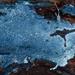 Amaurodon-mustialaensis_20131128MH7233-5