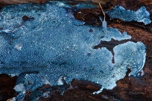 Amaurodon-mustialaensis_20131128MH7233-5