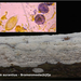 Aleurodiscus-aurantius-Bramenmeelschijfje_20130124MH8359-06