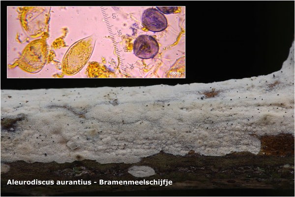 Aleurodiscus-aurantius-Bramenmeelschijfje_20130124MH8359-06