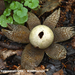 Astraeus-hygrometricus_Weerhuisje_MH20100930_027178-8Ga