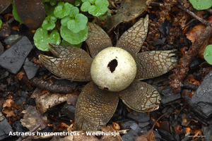 Astraeus-hygrometricus_Weerhuisje_MH20100930_027178-8Ga