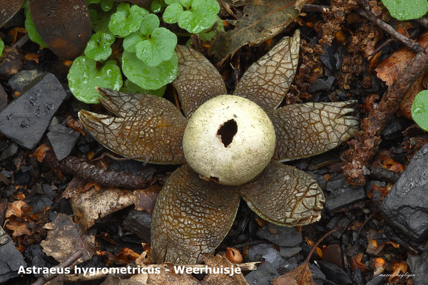 Astraeus-hygrometricus_Weerhuisje_MH20100930_027178-8Ga