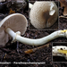 Agaricus-moelleri-Parelhoenchampignon-MH20101014_028140-8-Ag