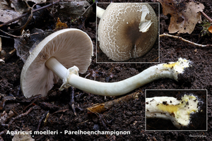 Agaricus-moelleri-Parelhoenchampignon-MH20101014_028140-8-Ag