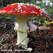 Amanita-muscaria_Vliegenzwam_MH20081108_3945-8-Ag