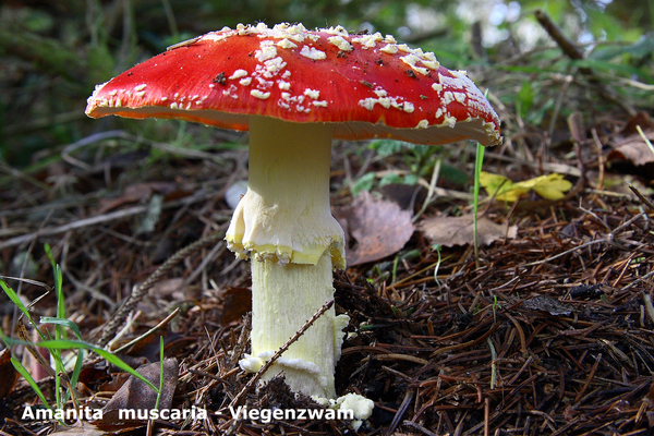 Amanita-muscaria_Vliegenzwam_MH20081108_3945-8-Ag