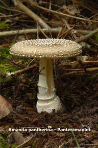 Amanita-pantherina_Panteramaniet_MH20100925_026921-8Ag