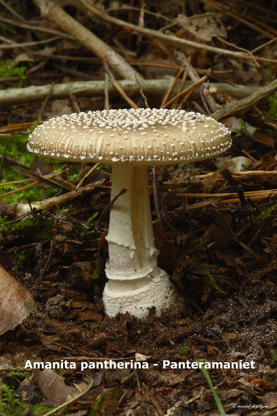 Amanita-pantherina_Panteramaniet_MH20100925_026921-8Ag