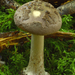Amanita-porphyria_Porfieramaniet_MH20101003_027297-08Ag