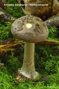 Amanita-porphyria_Porfieramaniet_MH20101003_027297-08Ag