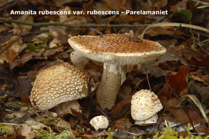 Amanita-rubescens-var-rubescens_Parelamaniet_MH20100729_024845-8A