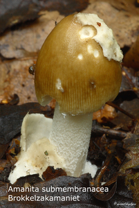 Amanita-submembranacea_Brokkelzakamaniet_MH20100826_025768-8Ag