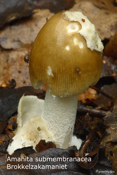 Amanita-submembranacea_Brokkelzakamaniet_MH20100826_025768-8Ag
