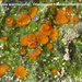 Anthracobia-macrocystis_Oranjerood-houtskoolbekertje_MH20100729_0