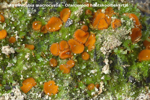 Anthracobia-macrocystis_Oranjerood-houtskoolbekertje_MH20100729_0