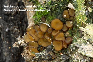 Anthracobia-melaloma_Gewoon-houtskoolbekertje_MH20100805_02500-8A