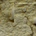Antrodia-xantha_Citroenstrookzwam_MH20100125_9146-8-Ap