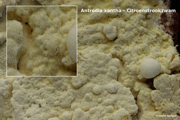 Antrodia-xantha_Citroenstrookzwam_MH20100125_9146-8-Ap