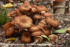 Armillaria-ostoyae_Sombere-honingzwam_MH20100925_026899-8Ag