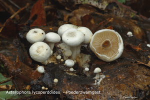 Asterophora-lycoperdoides_Poederzwamgast_MH_20100826_025790-8Ag