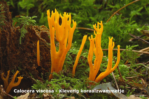 Calocera-viscosa_Kleverig-koraalzwammetje_MH20100908_026340-8He