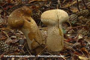 Calvatia-excipuliformis_Plooivoetstuifzwam_MH20100928_027099-3Ga
