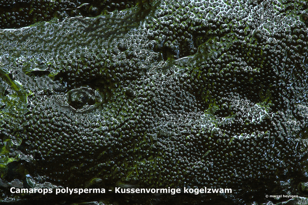 Camarops-polysperma_Kussenvormige-kogelzwam_MH20100708_024371-8As
