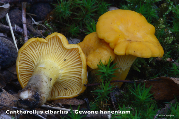 Cantharellus-cibarius_Gewone-hanenkam_MH20100916_026737-8Ap