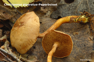 Chalciporus piperatus-Peperboleet-MH20101007_027714-4-Ag