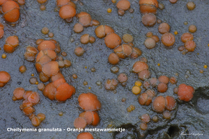 Cheilymenia-granulata_Oranje-mestzwammetje_MH20101125_028703-8-As