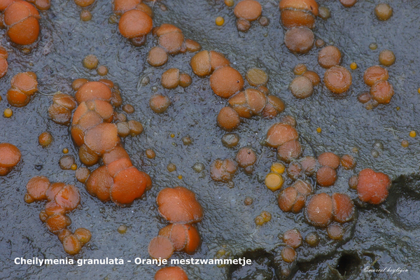 Cheilymenia-granulata_Oranje-mestzwammetje_MH20101125_028703-8-As