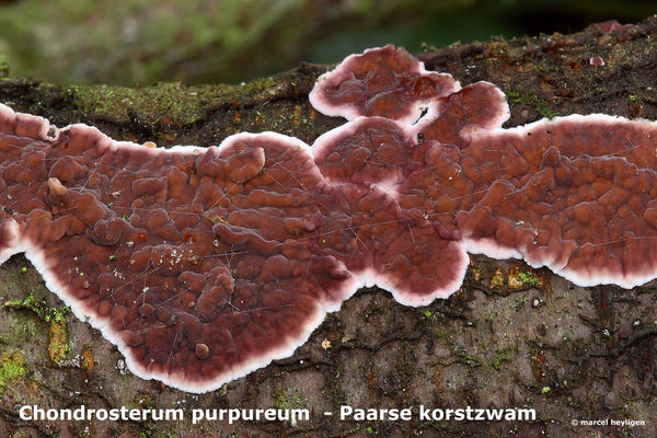 Chondrosterum-purpureum_Paarse-korstzwam_MH20100204_9447-8-Ap