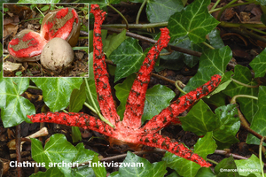 Clathrus archeri-InktviszwamMH20100928_027138-4-Ga