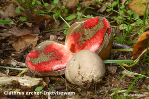 Clathrus archer-Inktviszwam-MH20101007_027722-4-Ga