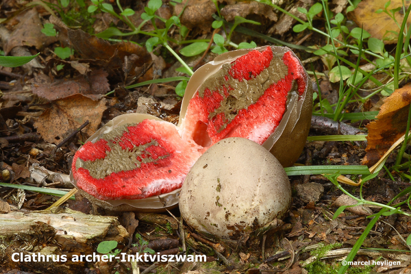 Clathrus archer-Inktviszwam-MH20101007_027722-4-Ga