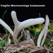 Clavaria-fragilis_Wormvormige-knotszwam_MH20091127_7280-8-Ap
