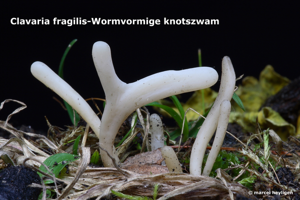 Clavaria-fragilis_Wormvormige-knotszwam_MH20091127_7280-8-Ap
