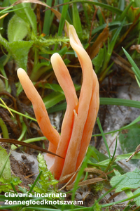 Clavaria-incarnata_Zonnegloedknotszwam_MH20101125_028675-8-Ap